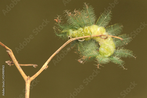 A caterpillar of the common baron is eating a fern leaf that grows wild. The insect that makes the skin itchy when touched has the scientific name Euthalia aconthea. photo