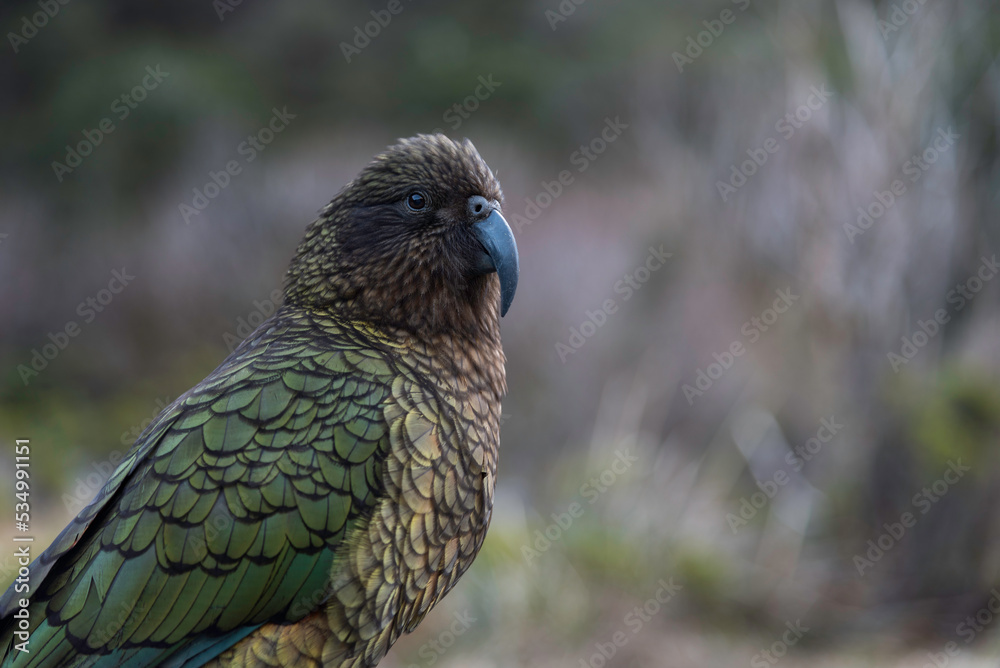 A cheeky kea parrot poses in the Fiordland National Park nearby Monkey Creek in the late afternoon. A cheeky kea parrot poses in the Fiordland National Park nearby Monkey Creek in the late afternoon.