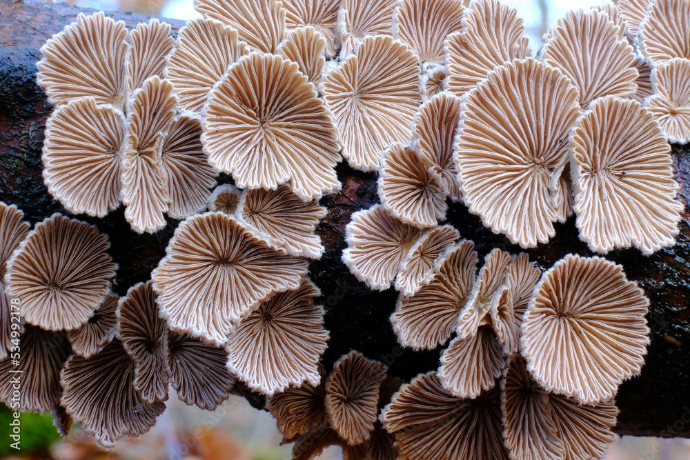 Schizophyllum commune is an interesting fungus growing on wood. It looks like a fan. It is known for its high medicinal value and aromatic taste profile. Schizophyllum commune is an interesting fungus growing on wood. It looks like a fan. It is known for its high medicinal value and aromatic taste profile.