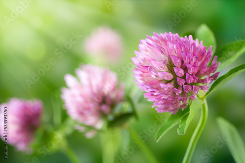Red clover flower macro on a sunny meadow
