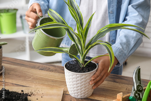 Canvas Print Woman watering potted houseplant at table, closeup