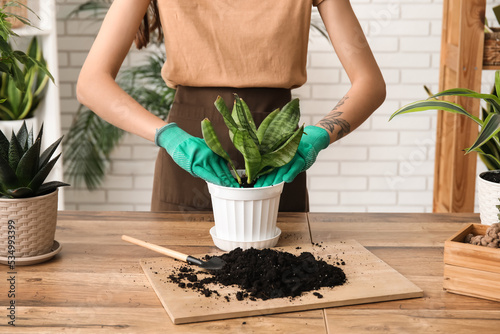 Fototapet Woman transplanting potted houseplant at home