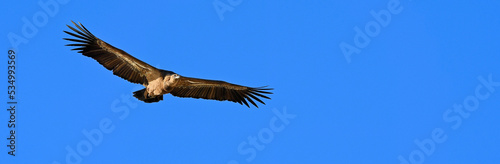  Vautour fauve    Griffon vulture    G  nsegeier  Gyps fulvus  - Monfrague  Extremadura  Spain