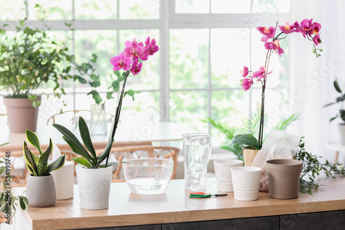 Beautiful orchid flowers and pots on table in room © Pixel-Shot