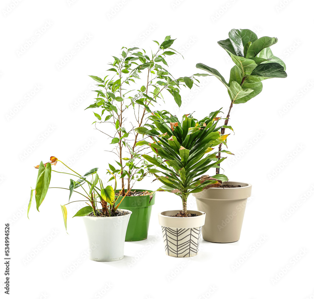 Fototapeta premium Wilted plants on white background