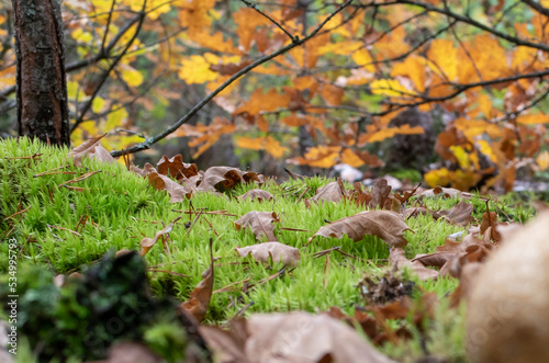 Bright green grass with fallen leaves close-up on blurred background of autumn forest on sunny day