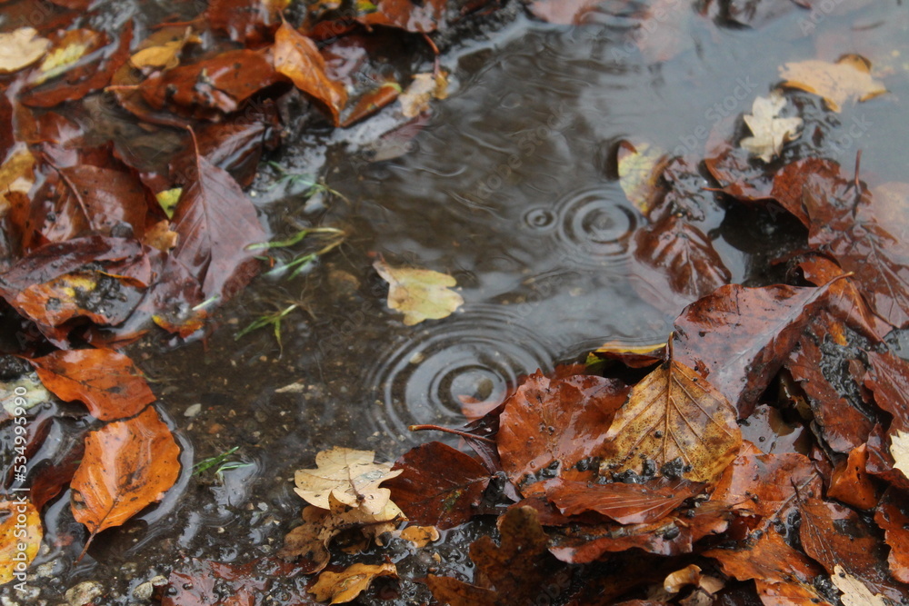 Obraz premium Big puddle with dead leaves and rain drops dripping in the water