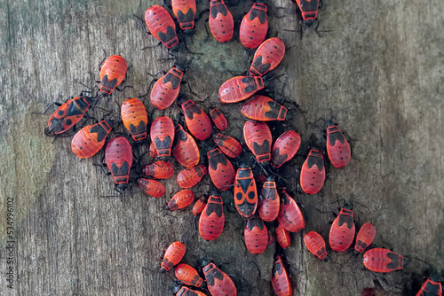 Firebugs, Pyrrhocoris apterus, is a common insect of family Pyrrhocoridae photo