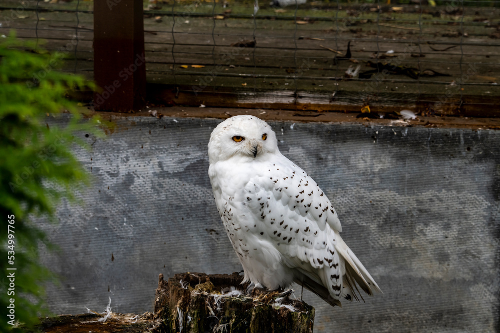 Obraz premium white owl with brown eyes close-up