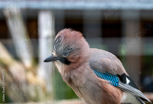 beautiful multicolored brown jay close-up photo