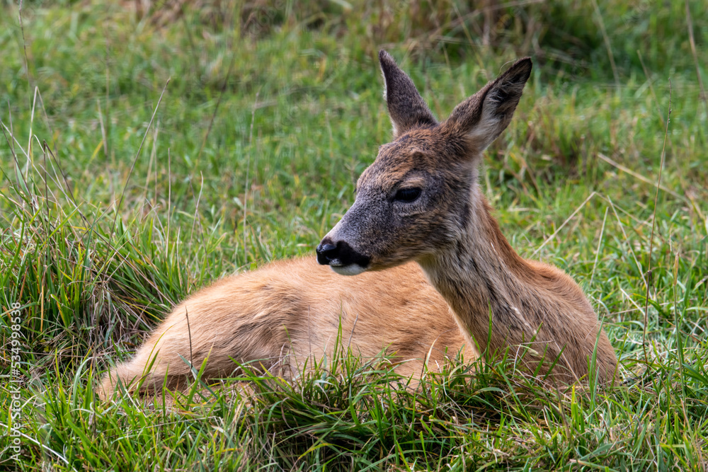 Fototapeta premium roe deer on a green meadow calmly resting on a sunny day