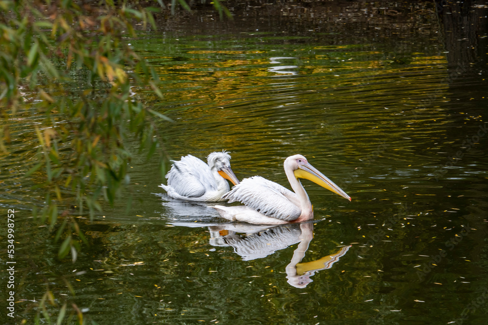 pelicans swim on green water and are reflected in the water pelicans swim on green water and are reflected in the water