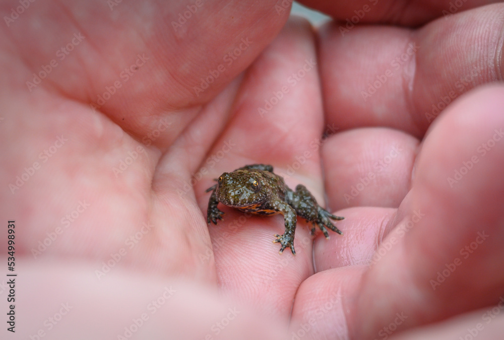 An ugly frog held in the palm.