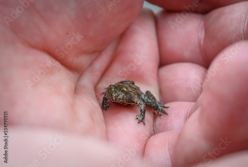 An ugly frog held in the palm. © bogdan vacarciuc