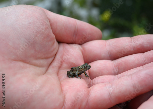 A small frog held in the palm. Water frog. © bogdan vacarciuc