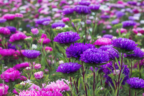 Close-up of purple asters in a flower field. Horizontal. Beautiful floral background.