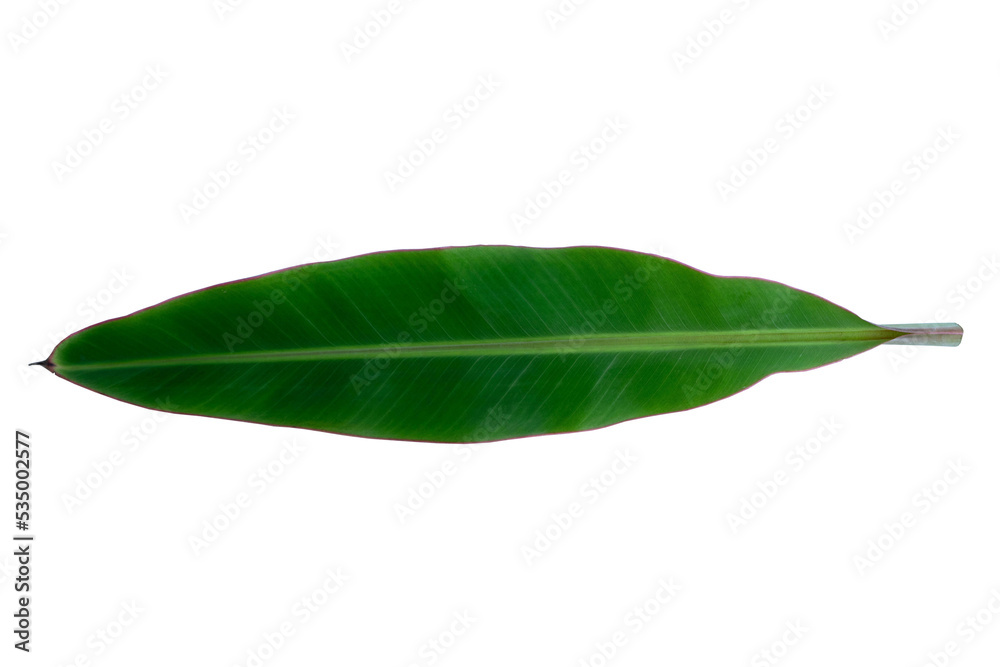 Obraz premium green banana leaves on a white background