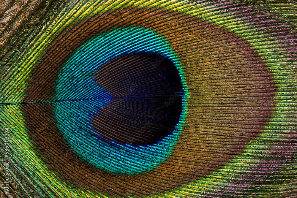 Fototapeta premium Colorful peacock feather background