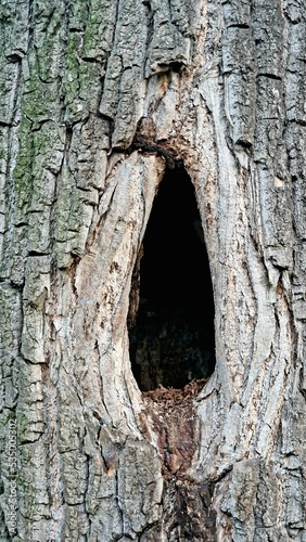 hollow in a tree in a recreation park, nature