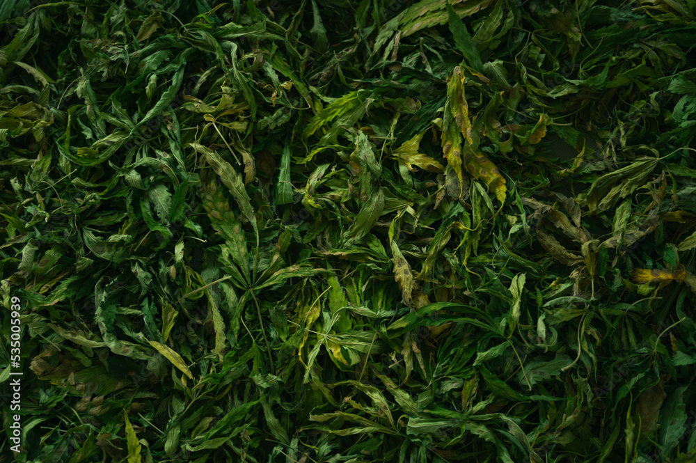 dry cannabis leaf tea. Textured marijuana leaves. Concept of beverage with cannabis herb dry cannabis leaf tea. Textured marijuana leaves. Concept of beverage with cannabis herb