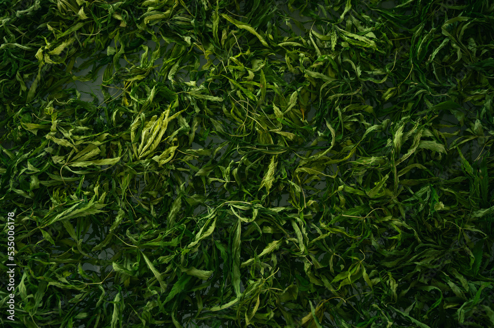 dry cannabis leaf tea. Textured marijuana leaves. Concept of beverage with cannabis herb