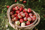 Apples in the basket