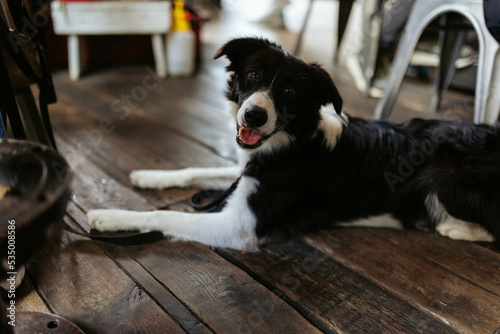dog in cafe pet friendly border collie