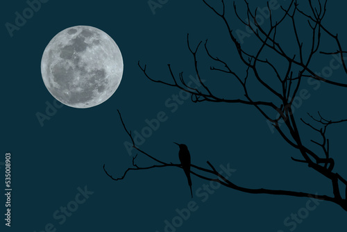 Full moon with bird on tree branch in the night. 