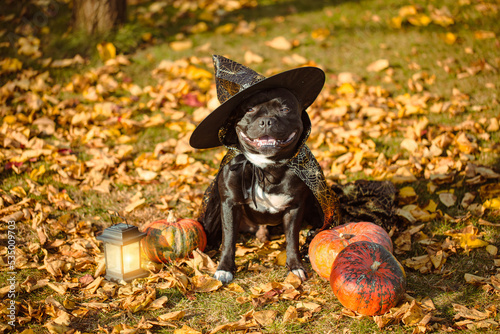 Staffordshire bull terrier black dog in a halloween costume sits on yellow leaves surrounded by pumpkins © tanger_dp