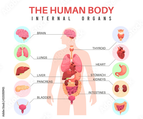Organs in human body. Anatomical man silhouette, internal organs, educational infographics, medical biological poster, with stomach and bladder, lungs and brain, tidy vector concept