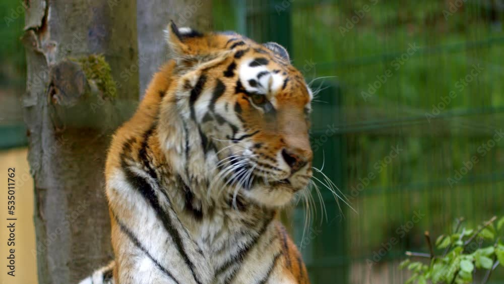 Tiger portrait. A big cat. Wild animal. Beautiful big tiger in a zoo cage. Portrait of a wild predator, animal Tiger portrait. A big cat. Wild animal. Beautiful big tiger in a zoo cage. Portrait of a wild predator, animal