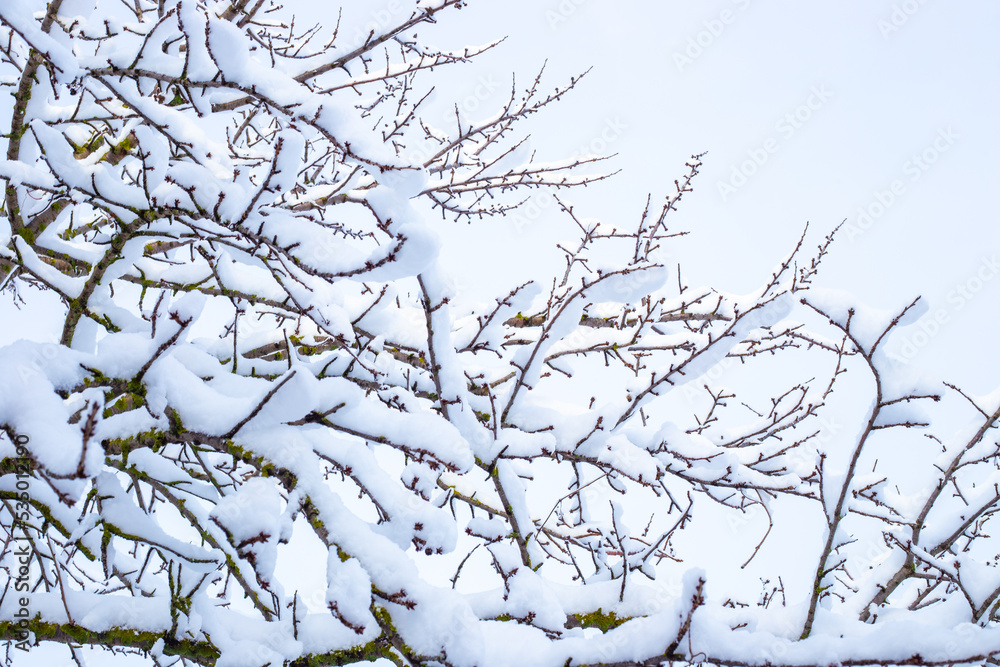 Tree branches covered with white snow on a winter day against a blue sky. Seasons