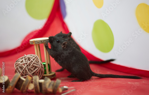 Gerbil playing with wooden toys in playpen  photo