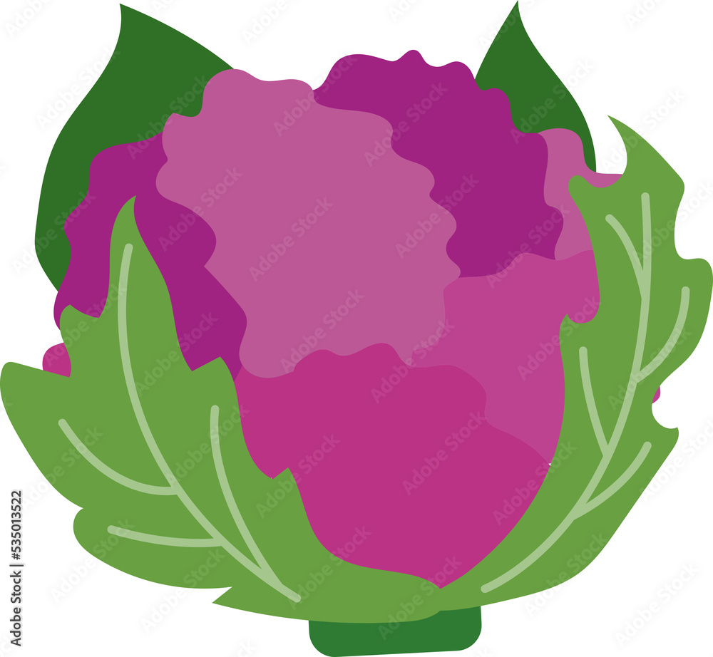 Colorful food ingredient vegetable Purple cauliflower Colorful food ingredient vegetable Purple cauliflower