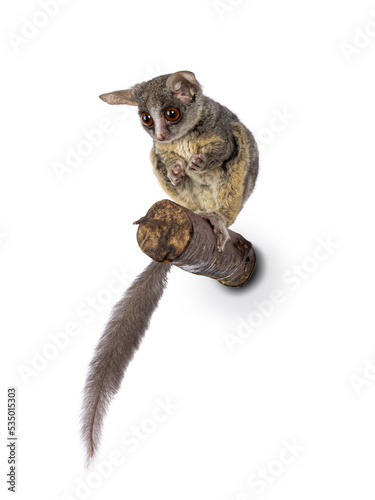 Adorable South African Bushbaby aka Galago Moholi or nagapie, sitting on branch. Holding food, tail down and looking away from camera. Isolated on a white background.
