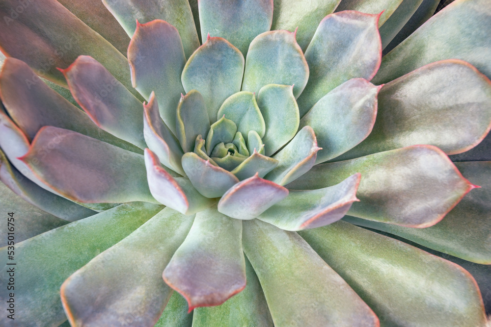 Sempervivum ( hens and chicks ) succulent in flower pot Sempervivum ( hens and chicks ) succulent in flower pot