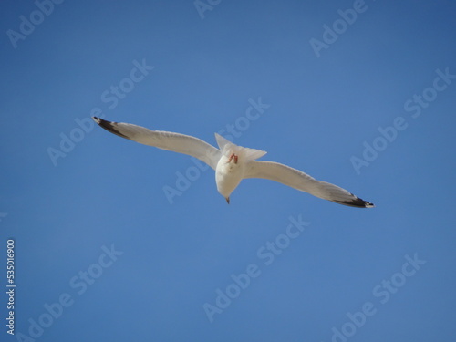 Seagull Flying Blue Sky Summer