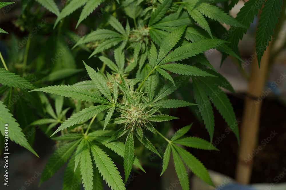 Cannabis or Marijuana or hemp leaf in a greenhouse. weed, herbal alternative medicine, cbd oil, pharmaceutical industry Concept