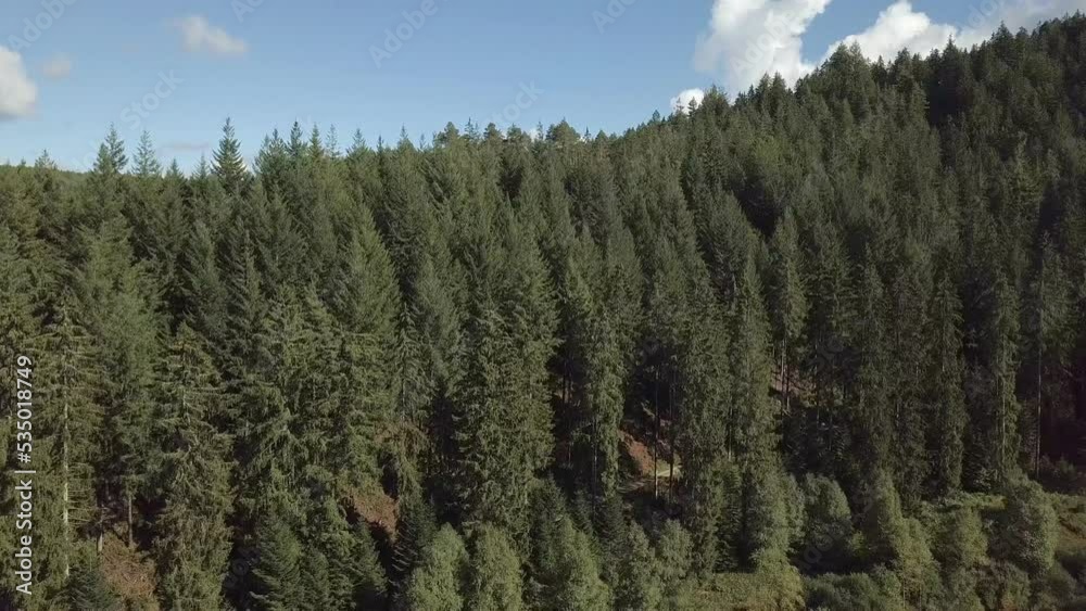 Forest Aerial - drone flight recording Forest Aerial - drone flight recording