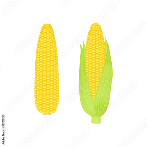 Fresh corn cobs isolated on white background. Vector illustration for design.