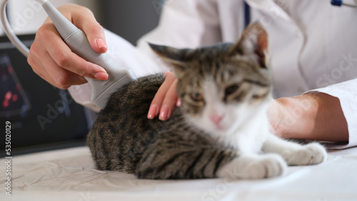 Veterinarians perform ultrasound examination of adomestic cat photo