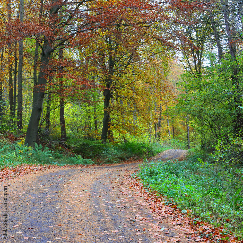 Fototapeta premium Spectacular Autumn Woodland Trail. County Durham, England, UK.