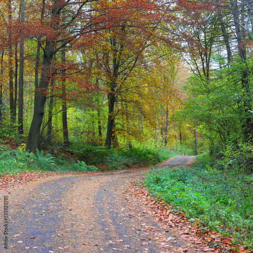 Spectacular Autumn Woodland Trail. County Durham, England, UK.