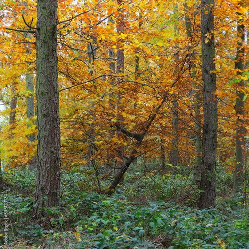 Colourful woodland scene in Autumn. County Durham, England, UK.