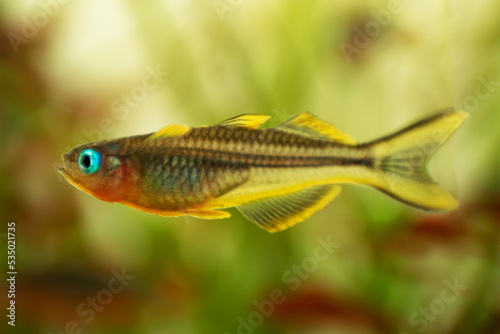 Popondichthys furcatus, Forktail blue eye, yellow forktail Pseudomugil furcatus subfamily Pseudomugilinae in aquarium freshwater fish. Animal aquascaping photography with a focus gradient.