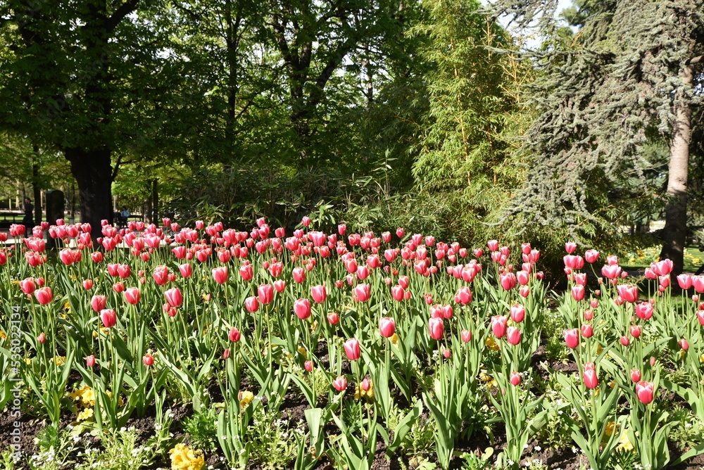 Massif de tulipes au jardin du Luxembourg à Paris