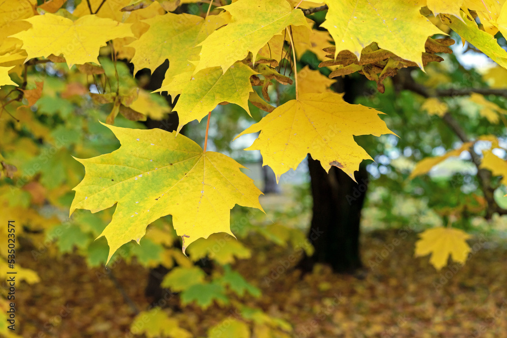 Yellow maple leaves in autumn park. Autumn foliage on tree branches. Yellow maple leaves in autumn park. Autumn foliage on tree branches.