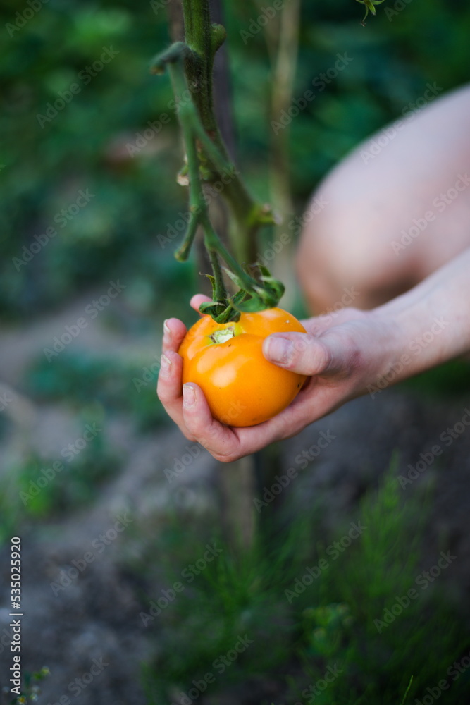 Obraz na płótnie Ogrodnik zbiera pomidory z gałązki w salonie