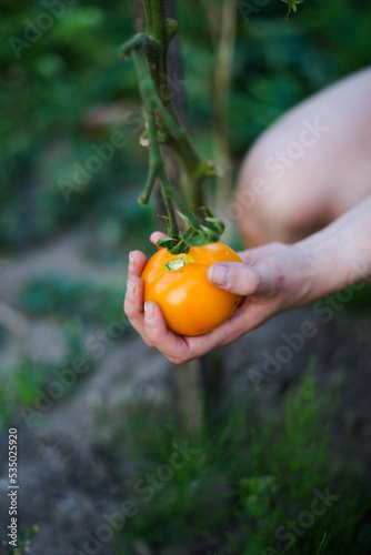 Ogrodnik zbiera pomidory z gałązki