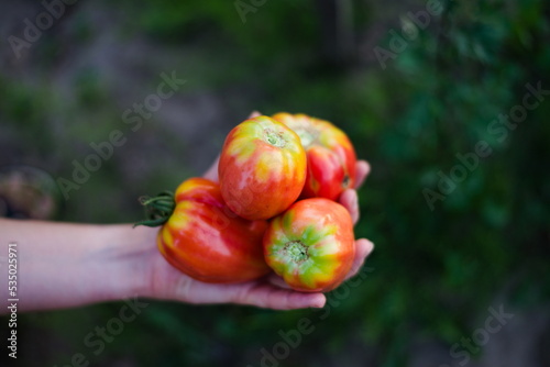 Pomidory w dłoniach